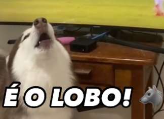 Vídeo: Huskies uivam no gol do Paysandu e encantam a Fiel