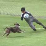Cadela vira “atacante” e quase marca gol para o Vasco