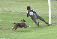 Cadela vira “atacante” e quase marca gol para o Vasco