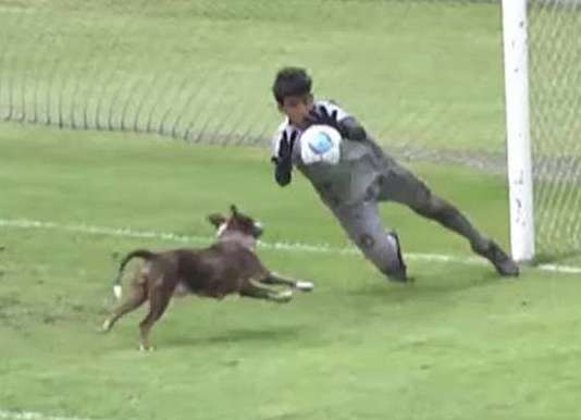 Cadela vira “atacante” e quase marca gol para o Vasco